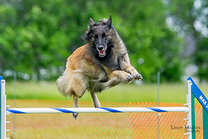 5-Bria-Belgian-Shepherd-1.jpg