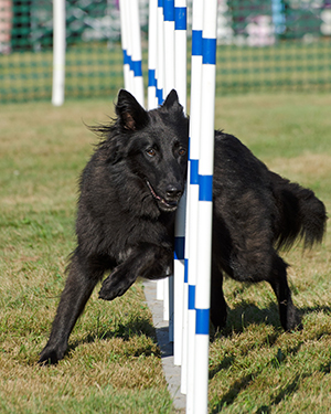 6-Tuula-Belgian-1.jpg