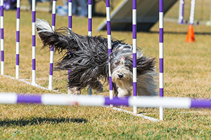 9-Dazzle-Bearded-Collie-Photo-Chipperfield.jpg