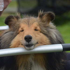 10-Ian-Sheltie-1.jpg