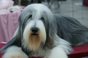 2-BO-Beardie.jpg