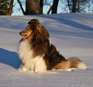 6-Jude-Sheltie.jpg
