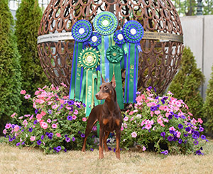 7-Mae-Doberman.jpg