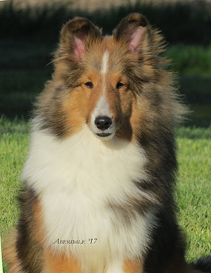 9-Quentin-Sheltie.jpg