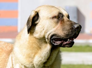 wb9em7M5Q6WGQYGSO3Tu_iStock-1092902440.jpg