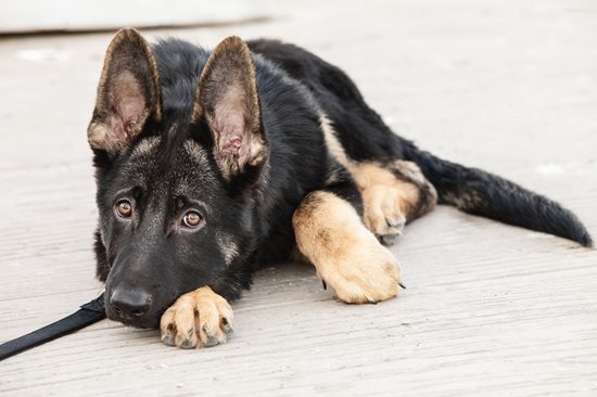 ZHdIPSbKTHy7c4r69rUe_iStock-471497138.jpg