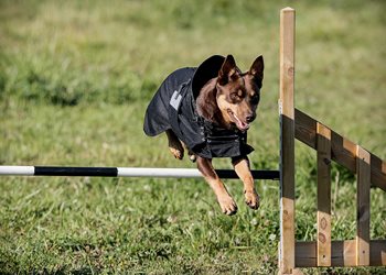 FYSyZMOARqardGMmwtFW_3218-DogRug-Dog-Kelpie-F.jpg