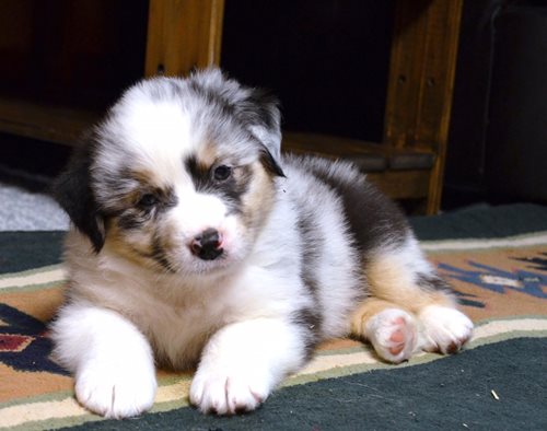 7ibrBnpToqBaaQpENTpg_Spencer-as-a-pup.jpg