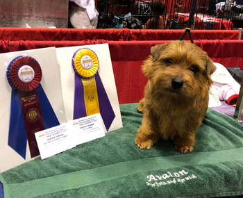 4zMza3nYSKqf963CjI8f_Elton-Norfolk-Terrier-1.PNG