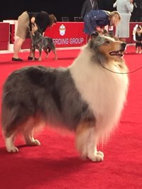 ZPRTufGOQo641MfEt3Q9_Saxson-Collie-1.jpg