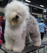 hADSYnVPT1uqR7PgrcZc_Sophia-OES-1.jpg