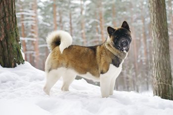 0jxaAz5qTqCggEzghbbs_Akita-1.jpg