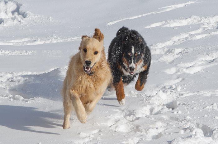FSxPZgTQKqeV2MQ3MTjF_golden-bernese.jpg