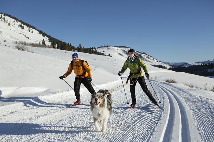 mFQTKPGcQ1ZamKoT9nWW_Skijoring-Aussie-Shep.jpg