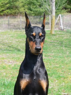 CKC-Farrah-Doberman-2001.jpeg 2001 Ch. Freespirits Far And Away; Doberman Pinscher. photo courtesy of Mary White