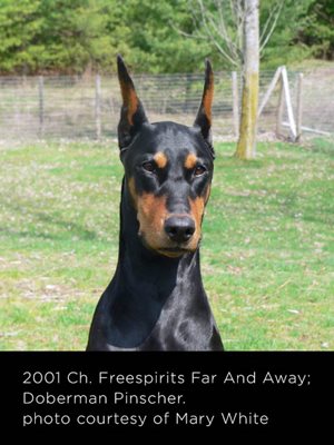 2001 Ch. Freespirits Far And Away; Doberman Pinscher. photo courtesy of Mary White 2001 Ch. Freespirits Far And Away; Doberman Pinscher. photo courtesy of Mary White