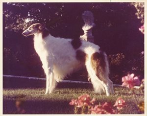CKC-Moustache2-1.JPG 1977 Ch. Kishniga’s Desert Song; Borzoi photo courtesy of Dr. Richard Meen