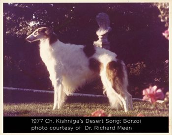 1977 Ch. Kishniga’s Desert Song; Borzoi photo courtesy of Dr. Richard Meen 1977 Ch. Kishniga’s Desert Song; Borzoi photo courtesy of Dr. Richard Meen