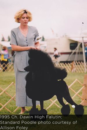 1995 Ch. Dawin High Falutin; Standard Poodle photo courtesy of Allison Foley 1995 Ch. Dawin High Falutin; Standard Poodle photo courtesy of Allison Foley