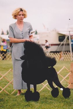 TopDogLutin.jpg 1995 Ch. Dawin High Falutin; Standard Poodle photo courtesy of Allison Foley
