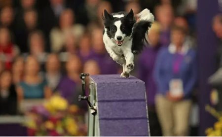 Dy9ZhVQR3WyT6tFY5bmF_WKC-Masters-Agility.JPG