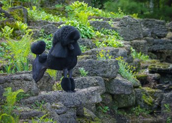 poodle.jpg