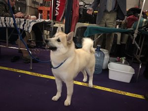 Buhund-BOB-1-1.jpg