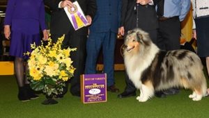 Collie.JPG