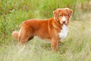 Duck-Toller-1-1.jpg