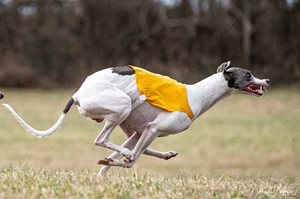 thumbnail_Tull-20NLCC-202019-1.jpg