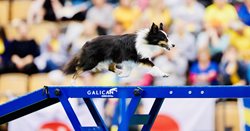 Fable-Agility-AKC-National.jpeg