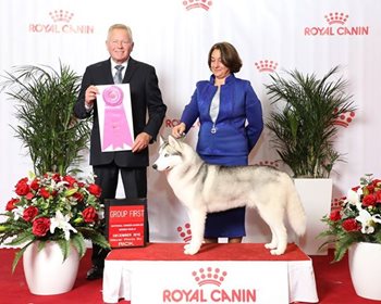 akc-national-siberian.jpg