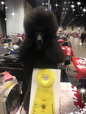 twink-akc-national-champ.jpg