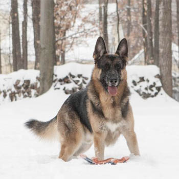 GSD-1.jpg