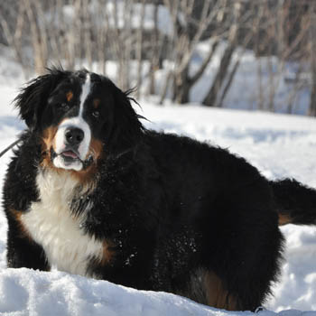 bernese.jpg