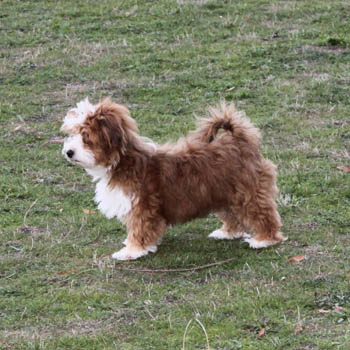 havanese-1.jpg