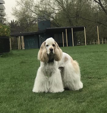 Baileysjourney-1.jpg