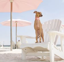 iggyjoey-1.jpg