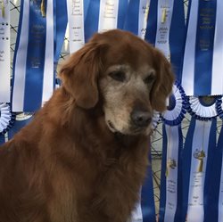 1-Chevy-Golden-Retriever-stats-2.jpg