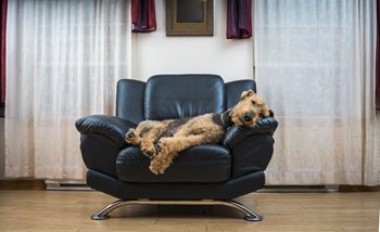 FjaPS0nPTcWsdUr7jSYG_The-Airedale-terrier-dog-sleeping-in-the-chair-843091562_2209x1361-1.jpeg