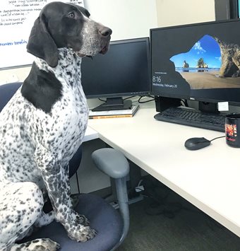 The Canadian Kennel Club S Most Frequently Asked Questions Part 1 Ckc