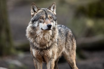 iStock-1208985997-1.jpg