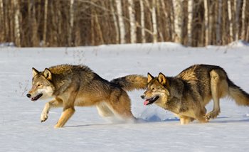 iStock-508208981.jpg