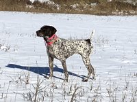 Pointing-Amateur-Shooting-Dog-2-3.JPG