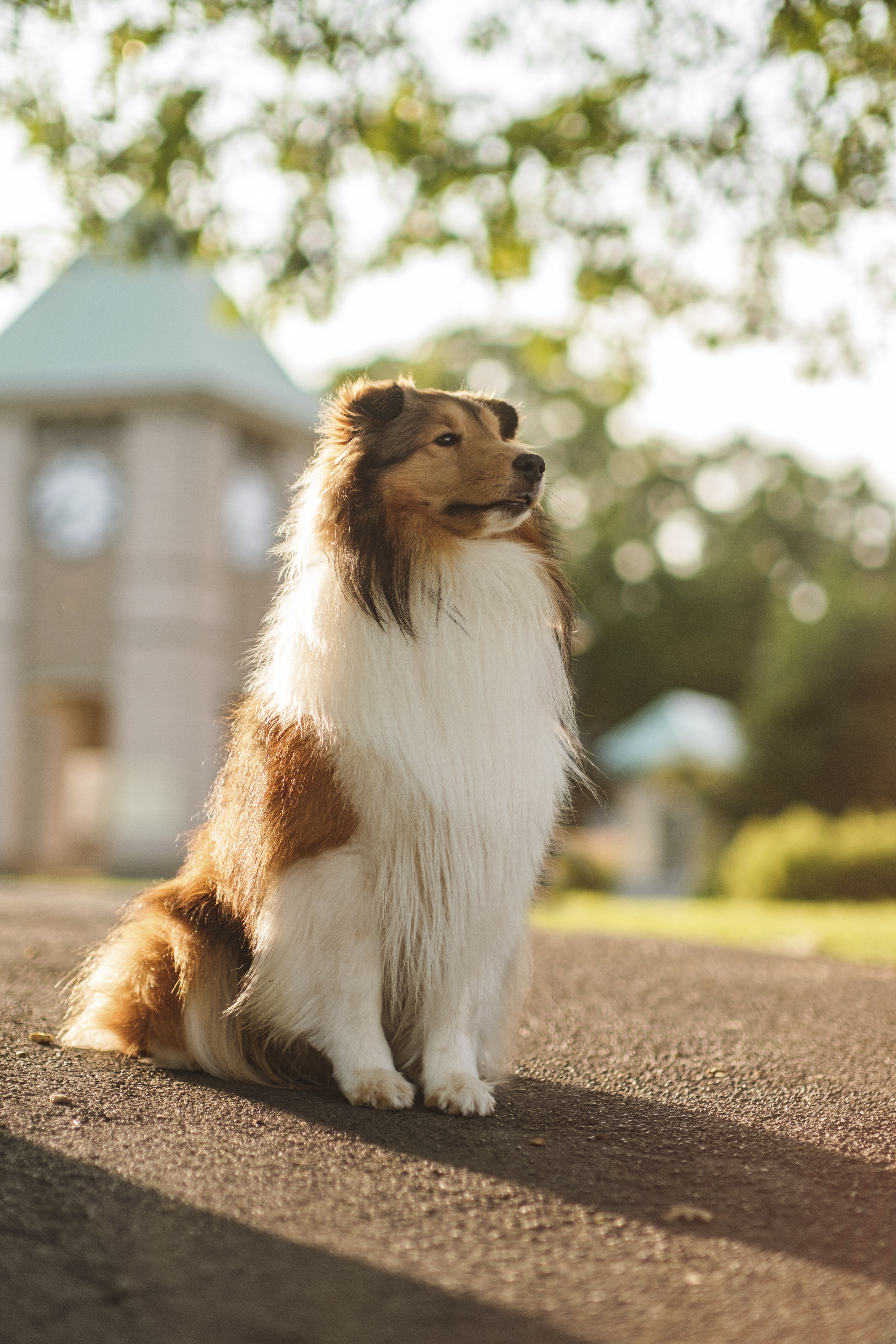 10-Shetland_Sheepdog_4587209_Jane_McLaren_38135b7e-c7bd-4a8e-90d0-551f31ec9654.jpg