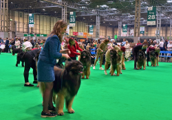 Crufts-Blog-1.png