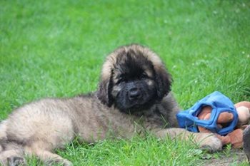 z48yn4mT4qrau5oAI9Vs_CKC-leo-puppy-Lori-Dzingala-1.jpg