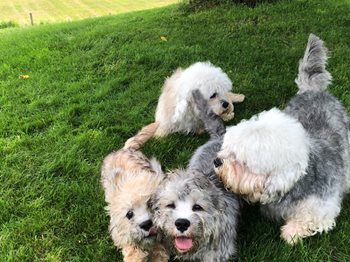 Dandie Dinmont Terrier