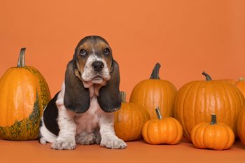 8fJOuZTT6CtRdg1Vv7Rb_iStock-1181255520-1.jpg 8fJOuZTT6CtRdg1Vv7Rb_iStock-1181255520-1.jpg