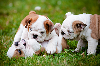 Bulldogs-nipping-1.jpg